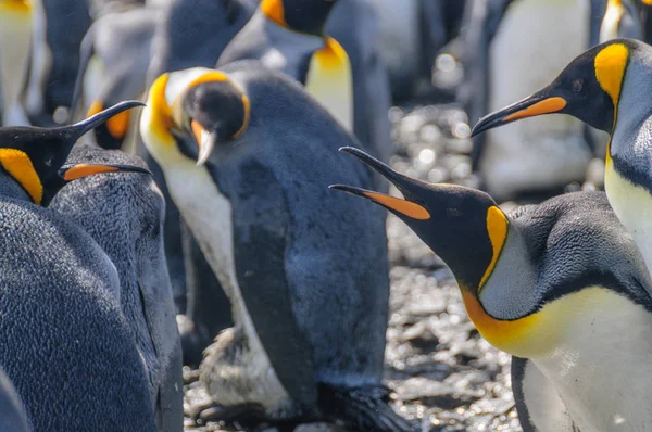 Pingouins royaux dans les plaines de Salisbury — Photo