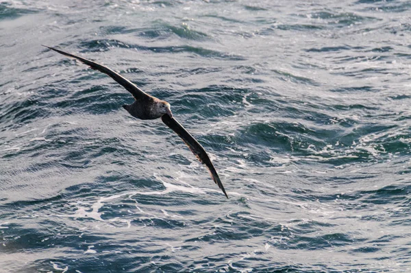 Um Petrel gigante do sul em voo — Fotografia de Stock