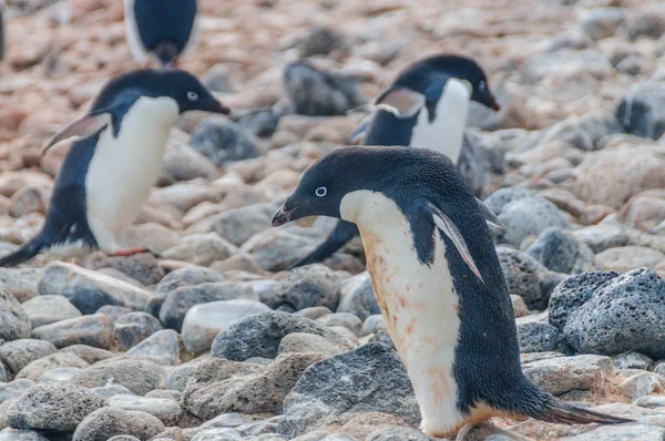 Pingüinos Adelie en la isla Paulet — Foto de Stock