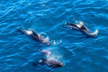 Uzun kanatlı Pilot balina içinde Güney Atlantik Okyanusu