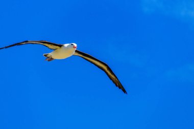 Black-Browed Albatross in Flight