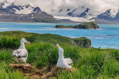 Wandering Albatross Couple on its Nest clipart