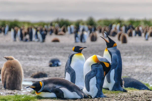 King Penguins en las llanuras de Salisbury — Foto de Stock
