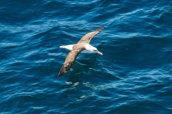 Black Browed Albatross Flying low — Stock Photo, Image