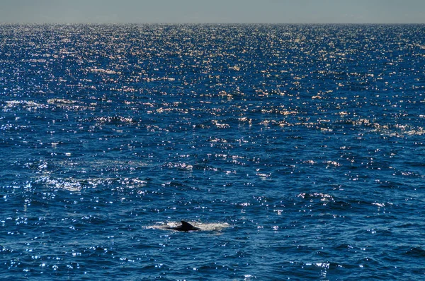 O azul grande — Fotografia de Stock