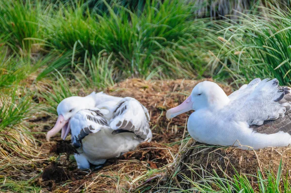 Primer plano de un albatros errante en su nido — Foto de Stock