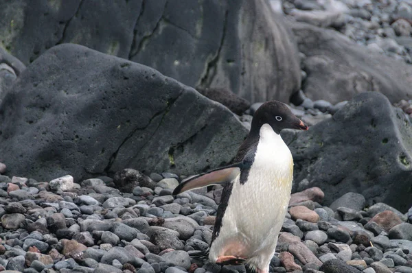 Pingüinos Adelie en la isla Paulet — Foto de Stock