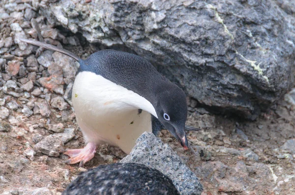 Pinguins Adelie na Ilha Paulet — Fotografia de Stock