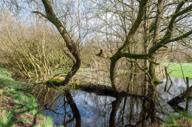 Orvelte yakınındaki sular altında sulak alanlar