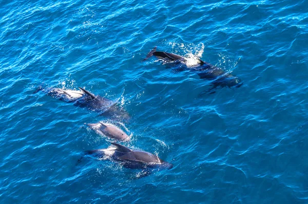 Les épaulards à longues nageoires dans l'océan Atlantique Sud — Photo
