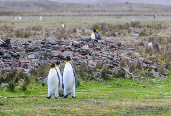 Tres pingüinos rey en Fortuna Bay — Foto de Stock