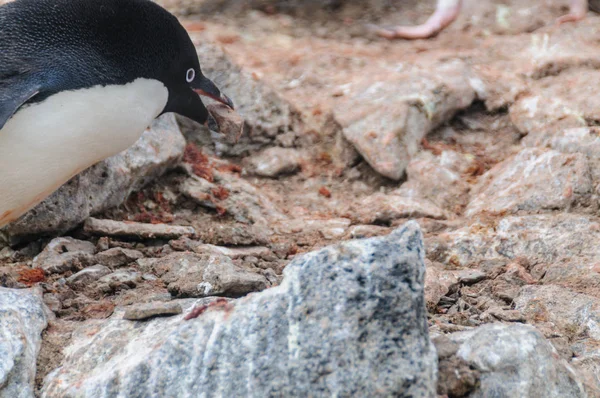 Pinguins Adelie na Ilha Paulet — Fotografia de Stock