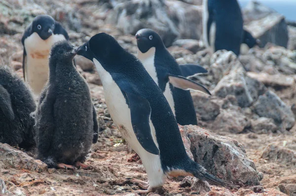 Pingüinos Adelie en la isla Paulet — Foto de Stock