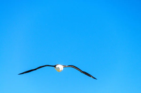 Albatros à navigation noire en vol — Photo