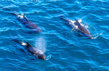 Uzun kanatlı Pilot balina içinde Güney Atlantik Okyanusu