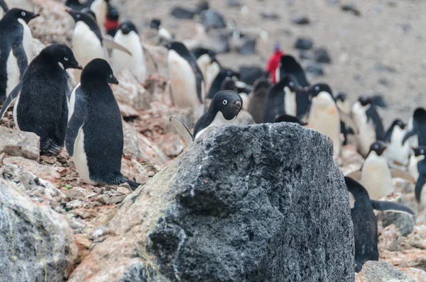 Pingouins Adélie sur l'île Paulet — Photo