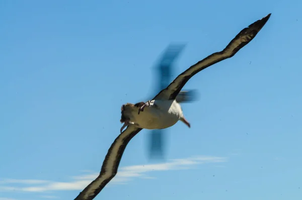 Чернобровый альбатрос в полете — стоковое фото