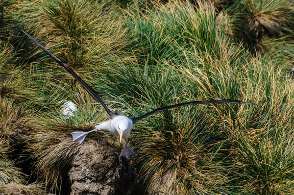 Black-Browed Albatross em voo — Fotografia de Stock