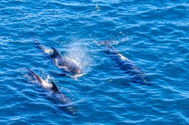 Uzun kanatlı Pilot balina içinde Güney Atlantik Okyanusu