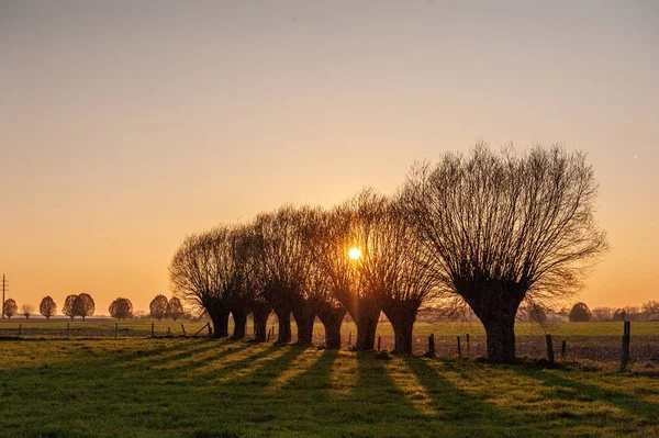 A line of trees near Sunset — Stock Photo, Image