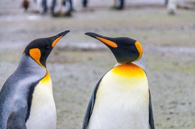 Salisbury ovada Kral penguenler