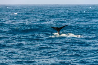 Kuyruk yüzgeci, bir dalış Güney gerçek balinası.