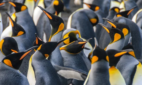 Pingwiny królewskie na złoto Harbour — Zdjęcie stockowe