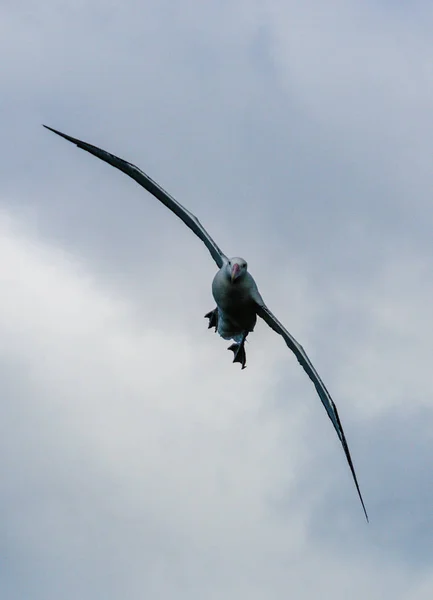 Vandringsalbatross under flygning — Stockfoto