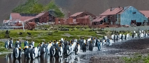 Estação Baleeira Stromness na Geórgia do Sul — Fotografia de Stock