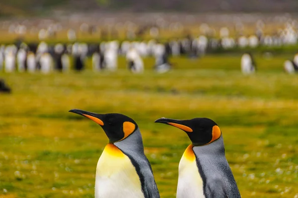 King Penguins en las llanuras de Salisbury — Foto de Stock