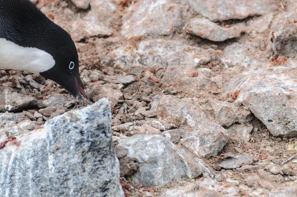 Pinguini di Adelie sull'isola di Paulet — Foto Stock