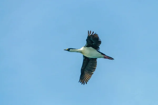 Antarktika shag - Leucocarbo bransfieldensis-uçuş üzerinde Güney Atlantik Okyanusu — Stok fotoğraf