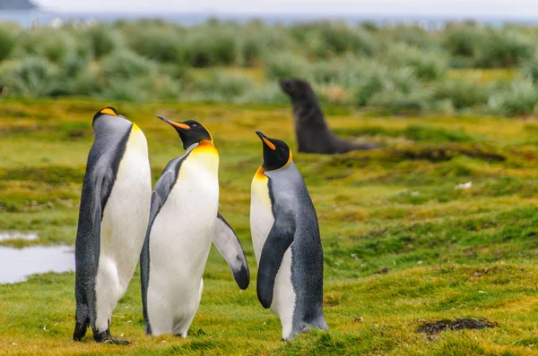 Rei Pinguins nas planícies de Salisbury — Fotografia de Stock