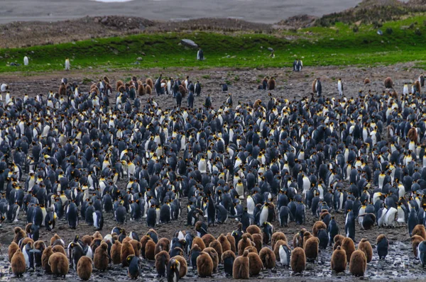 フォーチュナ湾でキング ペンギン — ストック写真