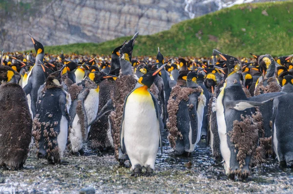 Kral penguenler altın liman — Stok fotoğraf