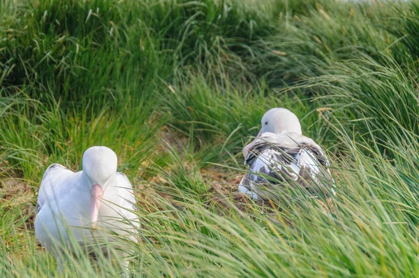 Albatros stěhovavý pár na své hnízdo — Stock fotografie