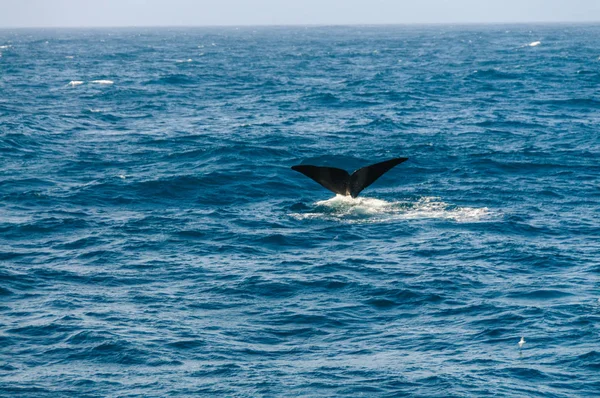 Barbatana de cauda de um mergulho baleia franca do sul . — Fotografia de Stock