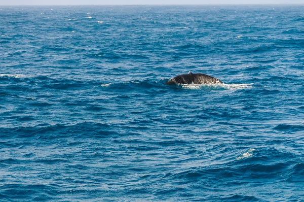 Barbatana de cauda de um mergulho baleia franca do sul . — Fotografia de Stock