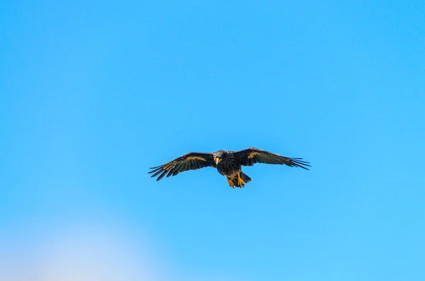 Caracara estriada en las Islas Malvinas — Foto de Stock