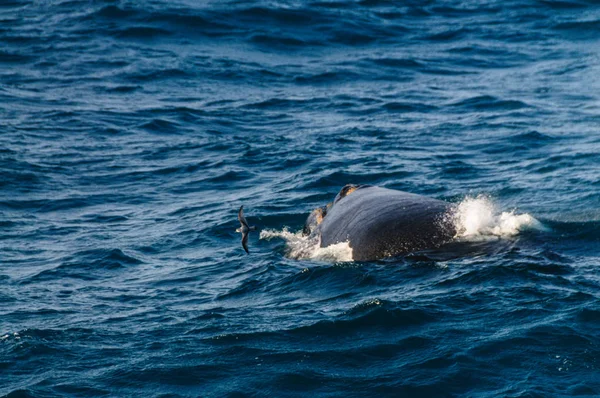 Blowhole d'une baleine noire australe plongeante . — Photo