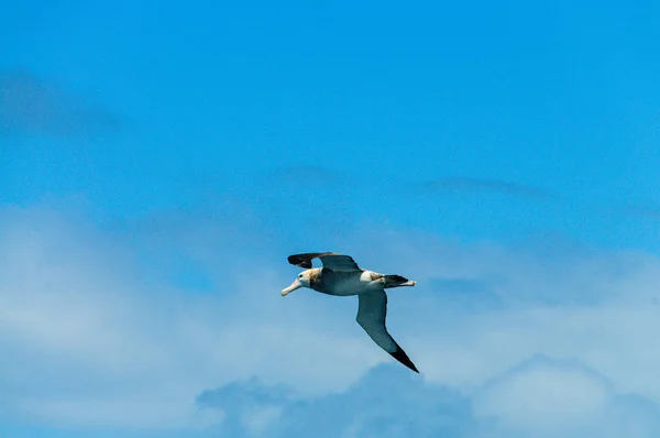Albatros de cejas negras en vuelo —  Fotos de Stock