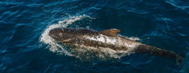 Uzun kanatlı Pilot balina içinde Güney Atlantik Okyanusu