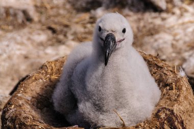 Sevimli Albatross civciv