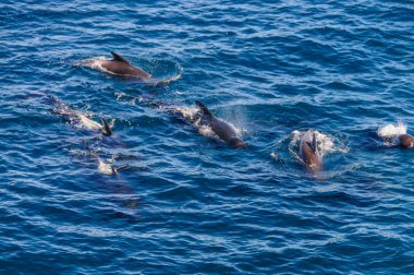 Uzun kanatlı Pilot balina içinde Güney Atlantik Okyanusu