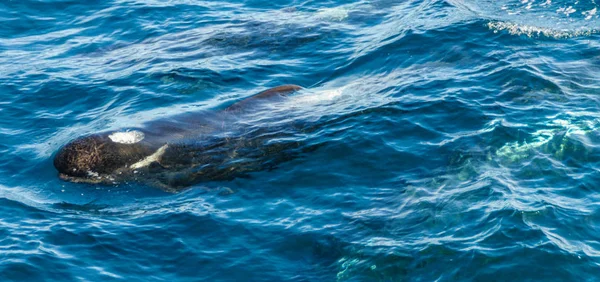 Ballenas piloto de aletas largas en el Océano Atlántico Sur — Foto de Stock