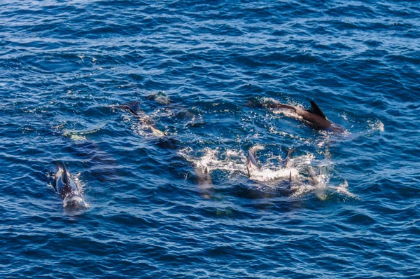 Hosszúszárnyú gömbölyűfejű-kísérleti bálnák az Atlanti-óceán déli — Stock Fotó
