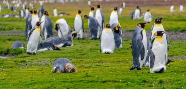 Salisbury ovada Kral penguenler — Stok fotoğraf