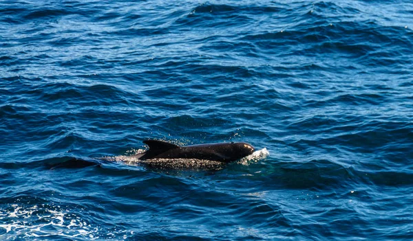 Uzun kanatlı Pilot balina içinde Güney Atlantik Okyanusu