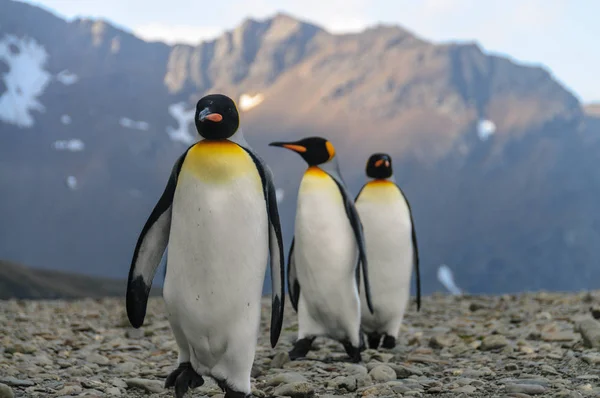 フォーチュナ湾でキング ペンギン — ストック写真