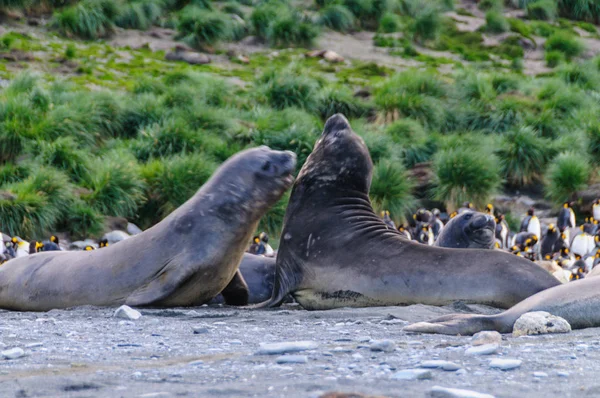 Elephant Seals at Gold Harbour